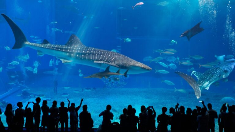 Okinawa Nature & Adventure: Churaumi Aquarium, Cape Manzamo & Yanbaru Forest