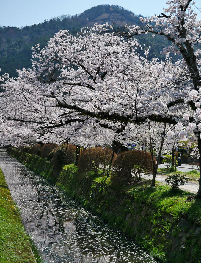 Kyoto Gardens & Seasonal Beauty: Philosopher’s Path, Ryoan-ji & Nishiki Market