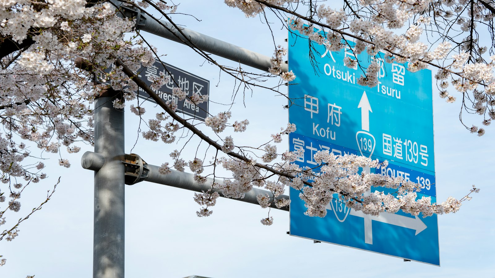 Blue Japanese direction sign framed by cherry blossoms
