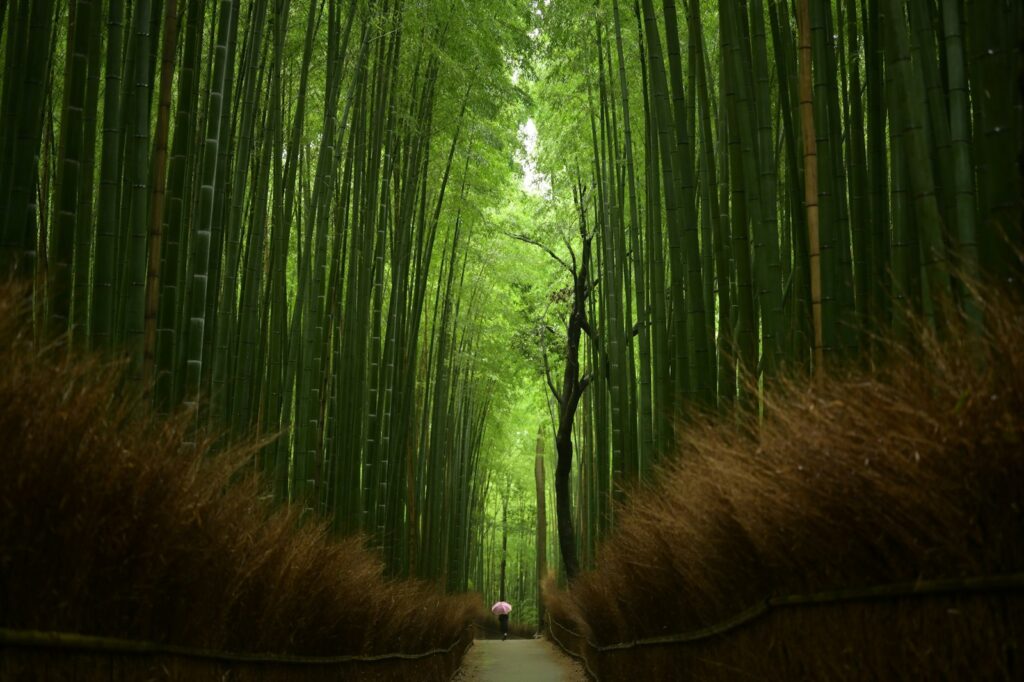 Path through the tall bamboo of the Arashiyama Bamboo Grove in Kyoto