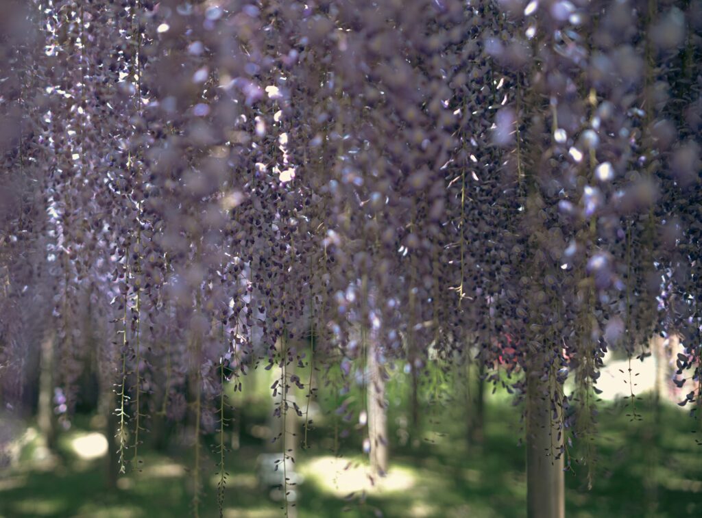 Hanging purple wisteria blossoms at Ashikaga Flower Park