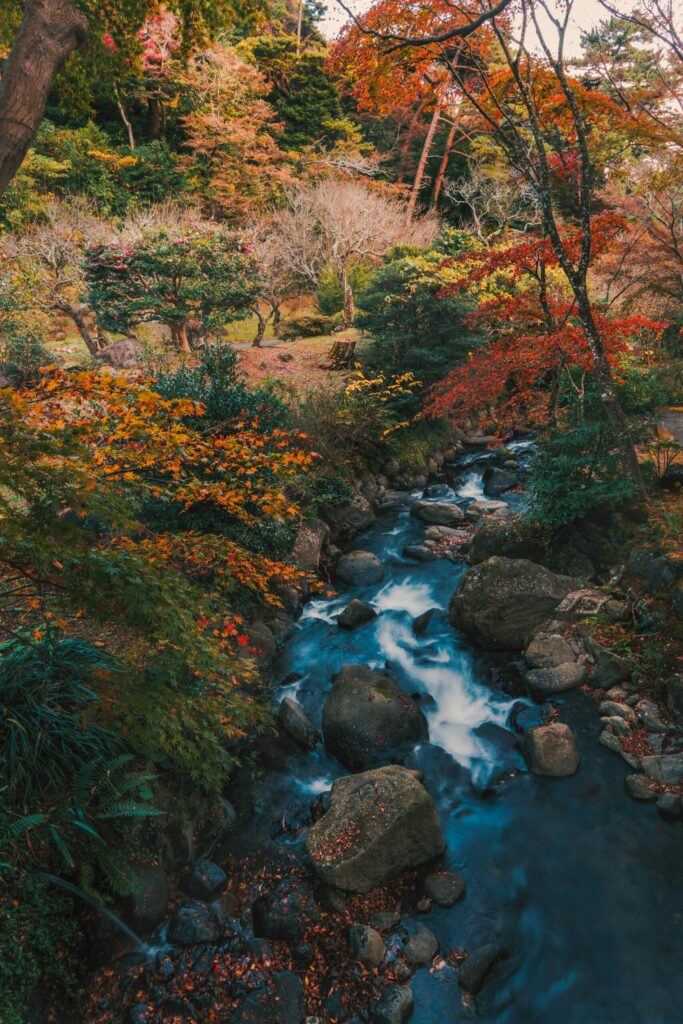 A stream running through red and orange autumn maples at Atami Baien garden