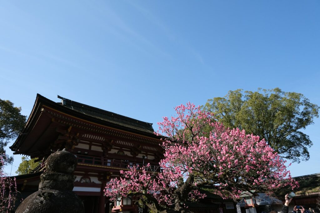A traditional wooden gate at Atsuta Jingu in Nagoya with pink blossoms in spring