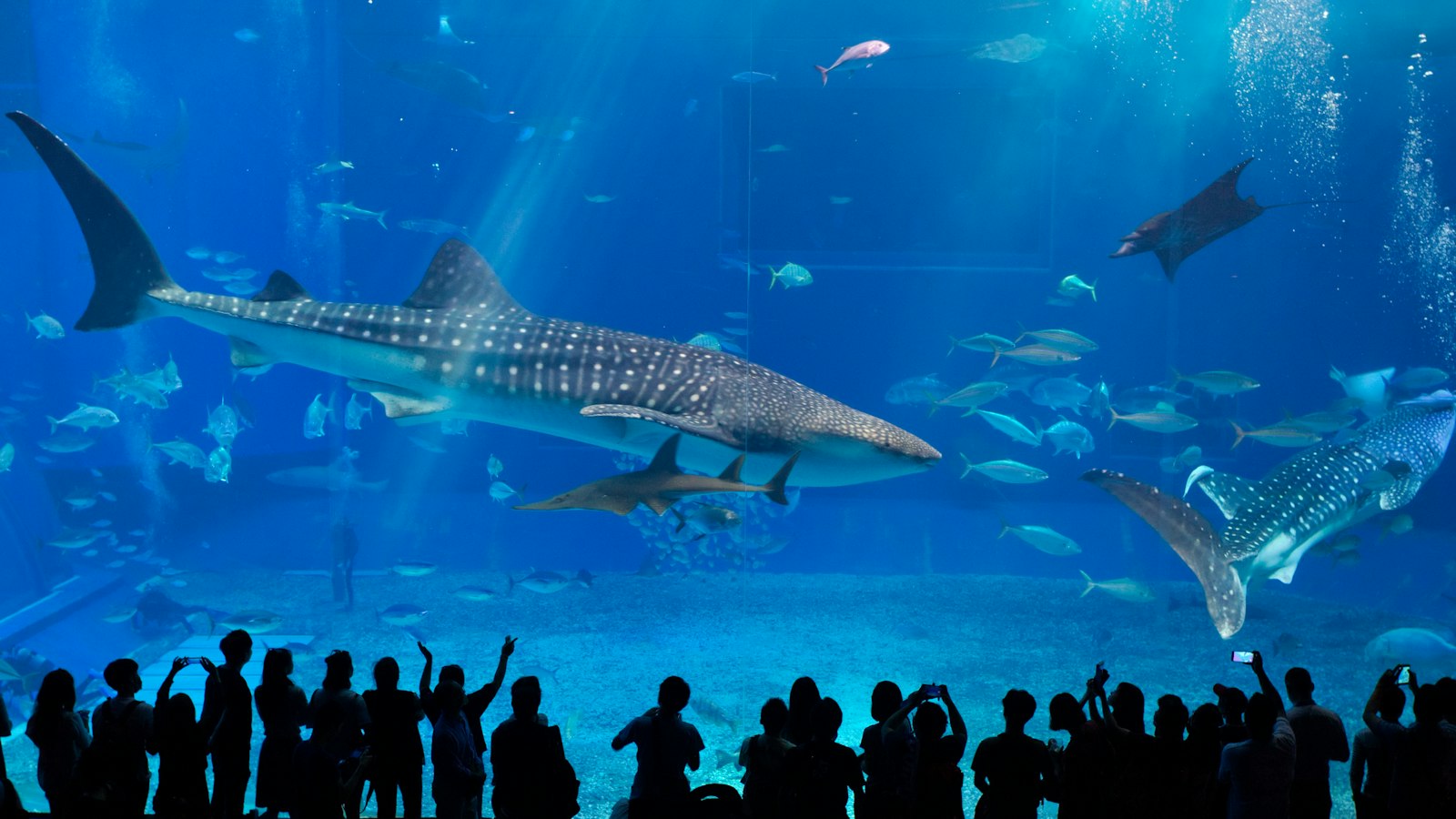 Whale sharks in the main tank of Okinawa Churaumi Aquarium