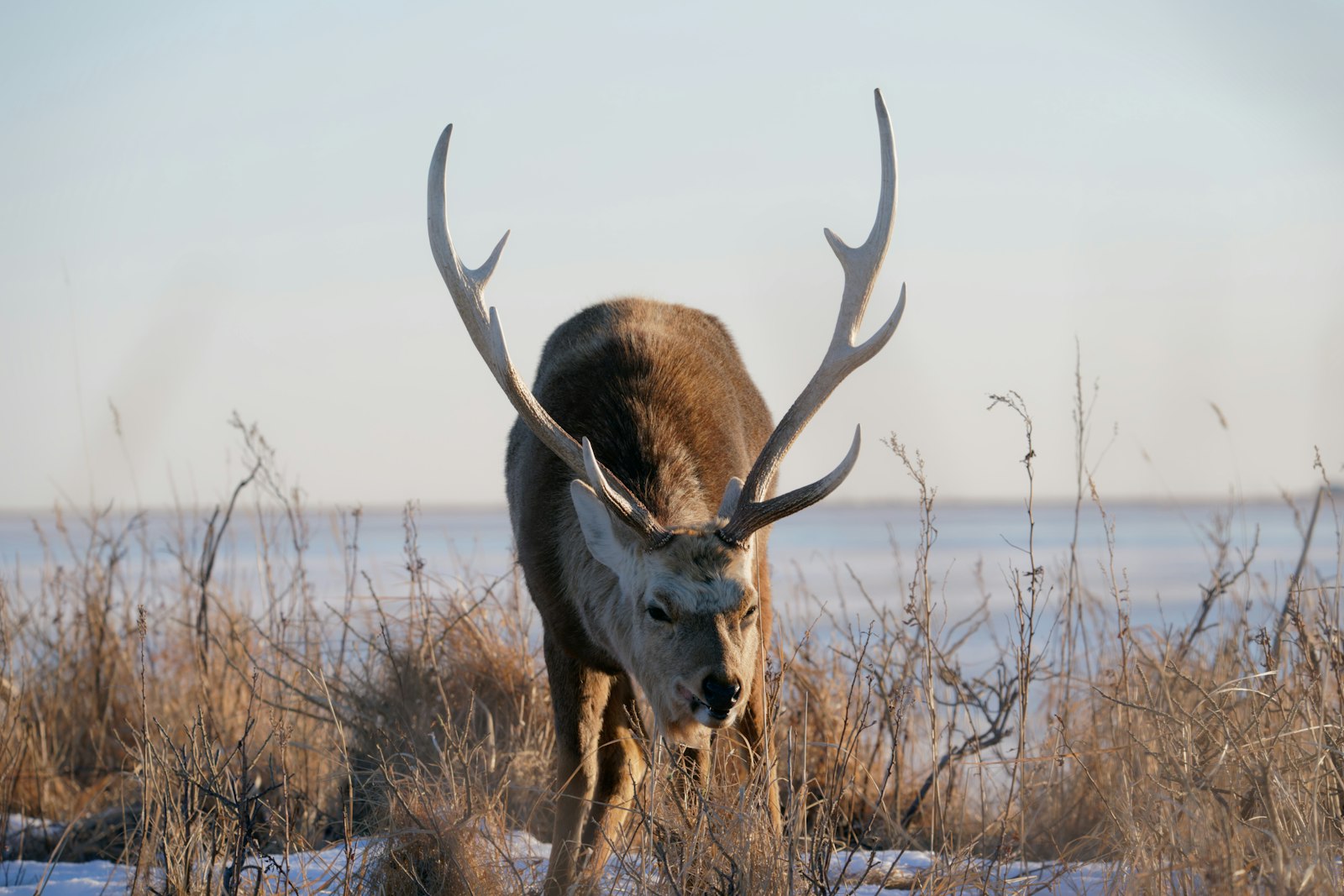 Sika deer with antlers standing in snow on the Notsuke Peninsula, Hokkaido