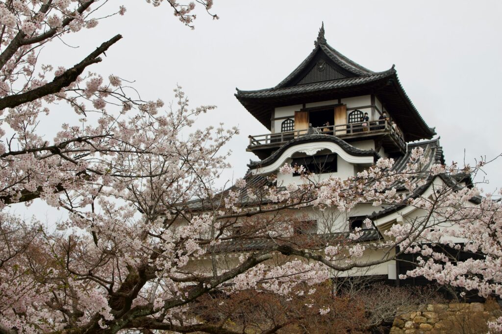 Inuyama Castle, Japan’s oldest original castle keep, behind cherry blossoms