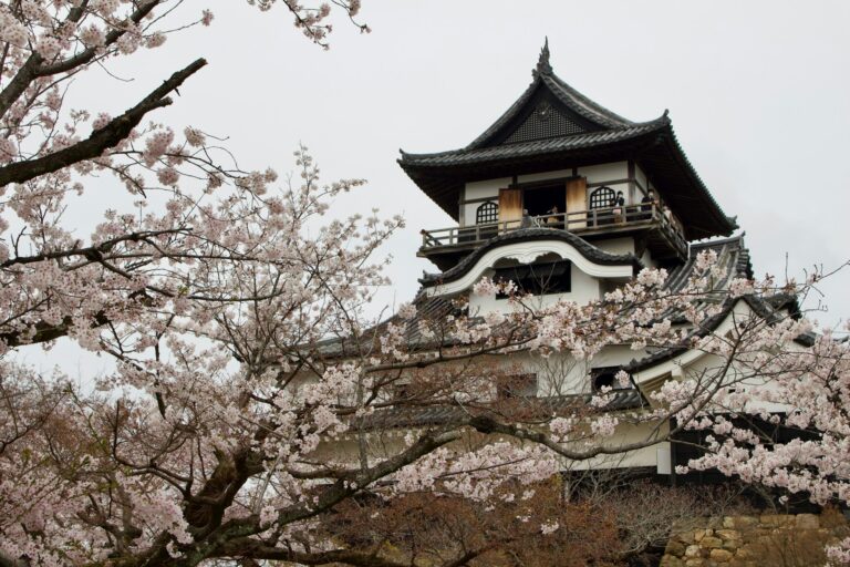 Inuyama Castle, Japan’s oldest original castle keep, behind cherry blossoms