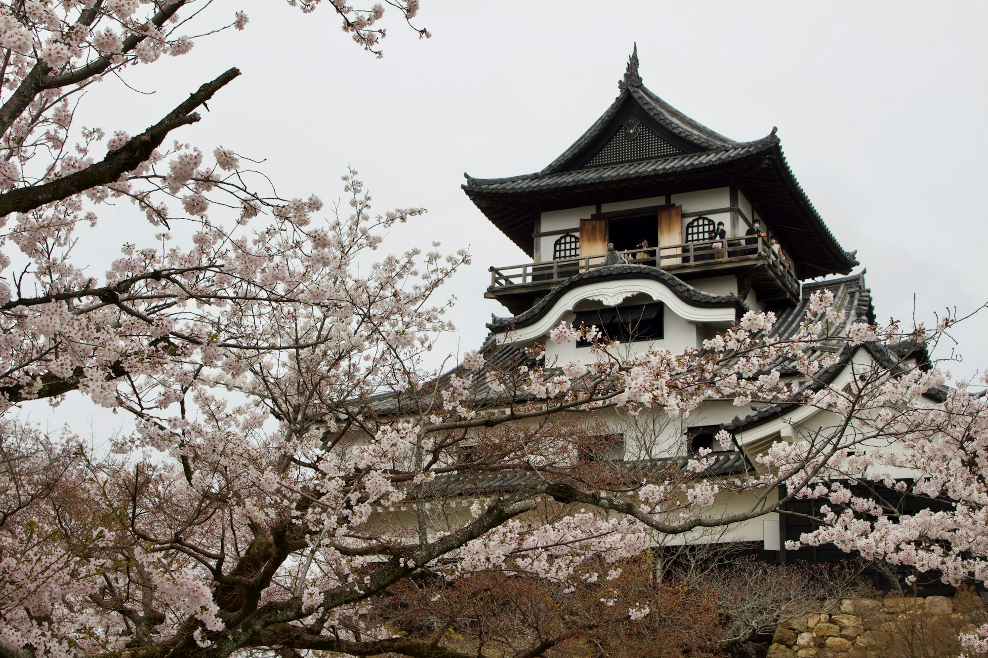 Inuyama Castle, Japan’s oldest original castle keep, behind cherry blossoms