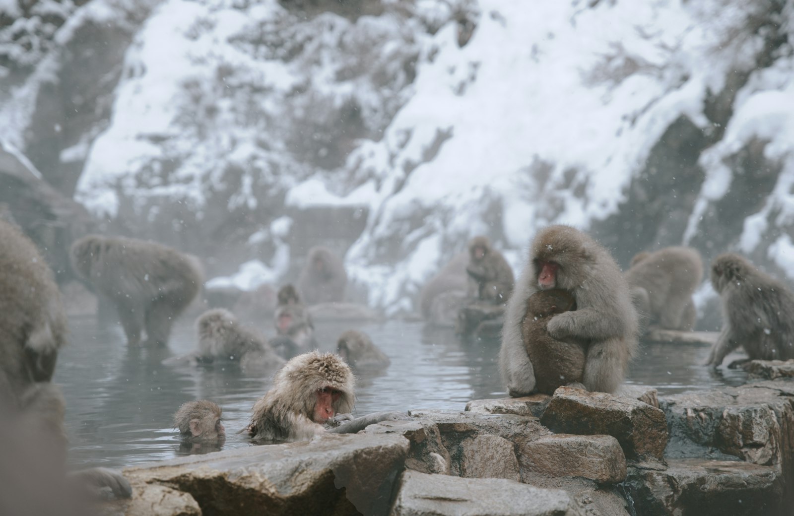 Japanese macaques soaking in a steaming hot spring surrounded by snow