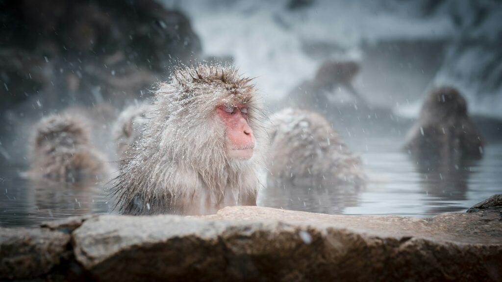 Japanese macaques bathing in the hot spring at Jigokudani Snow Monkey Park