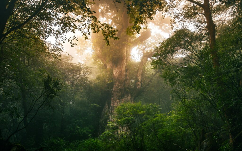 The ancient Jomon Sugi cedar in the misty forest of Yakushima