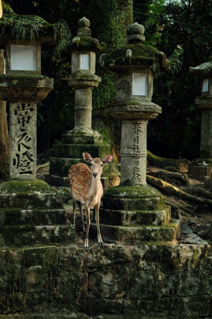 A young deer standing among moss-covered stone lanterns at Kasuga Taisha Shrine in Nara