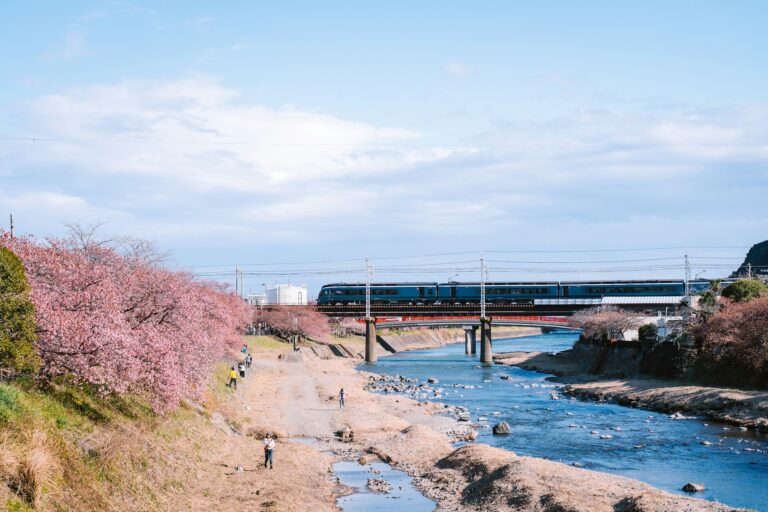 Pink Kawazu-zakura cherry trees along the Kawazu River with a train crossing the bridge