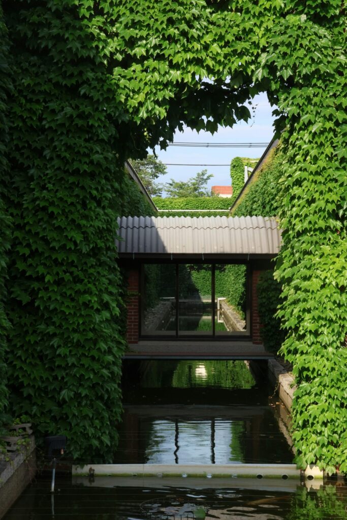 An ivy-covered walkway at Kurashiki Ivy Square