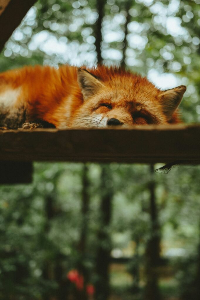 A red fox resting on a wooden plank in Miyagi