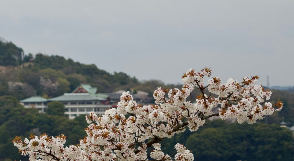 Cherry blossoms in front of a historic building at Museum Meiji-mura in Inuyama