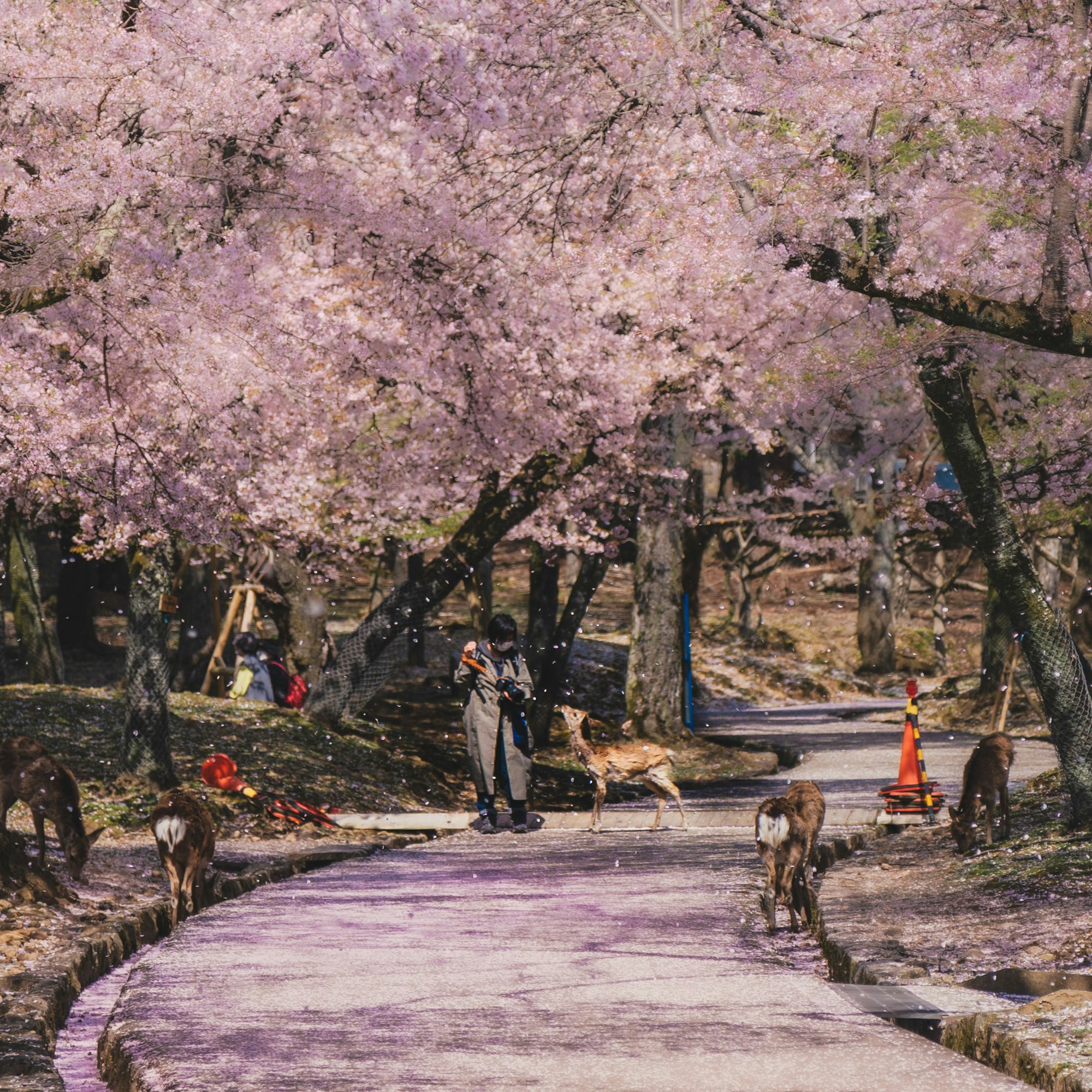Cherry trees in bloom over a path in Nara Park with deer and visitors