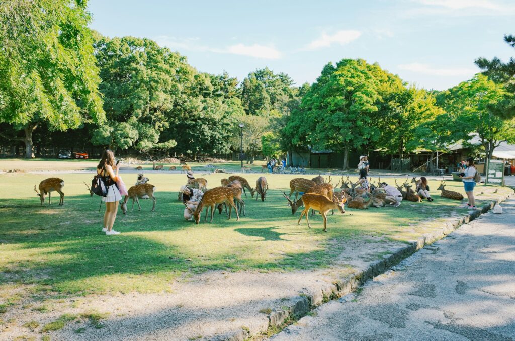 Sika deer grazing on the open lawns of Nara Park as visitors walk among them