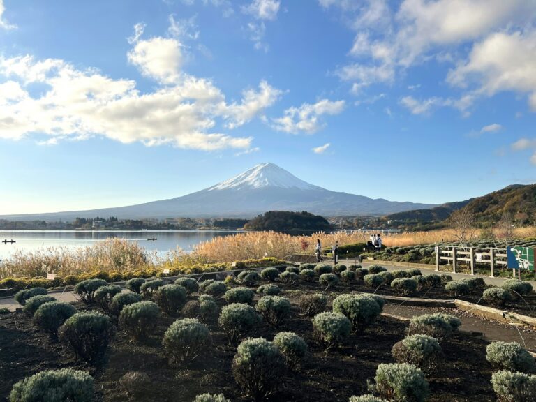Rows of lavender bushes at Oishi Park on the north shore of Lake Kawaguchiko with Mount Fuji across the water