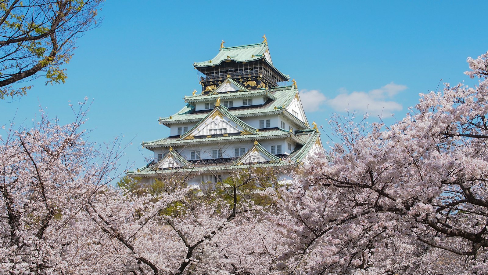 Osaka Castle above cherry blossoms in spring