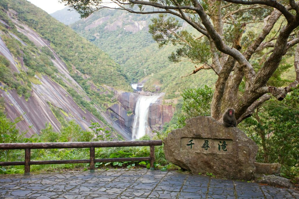 Senpiro Falls pouring down a granite cliff, seen from the viewpoint in Yakushima