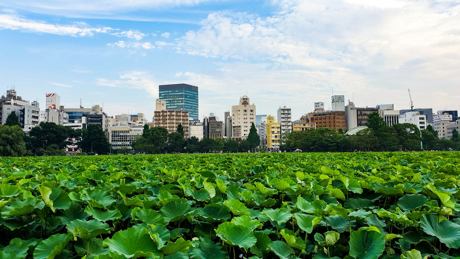 Lotus leaves on Shinobazu Pond in Ueno Park, Tokyo