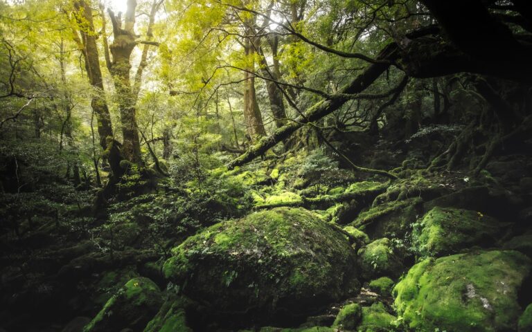 Moss-covered rocks and trees in the forest of Yakushima