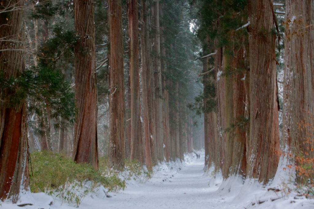The cedar-lined approach to Togakushi Shrine Okusha in snow