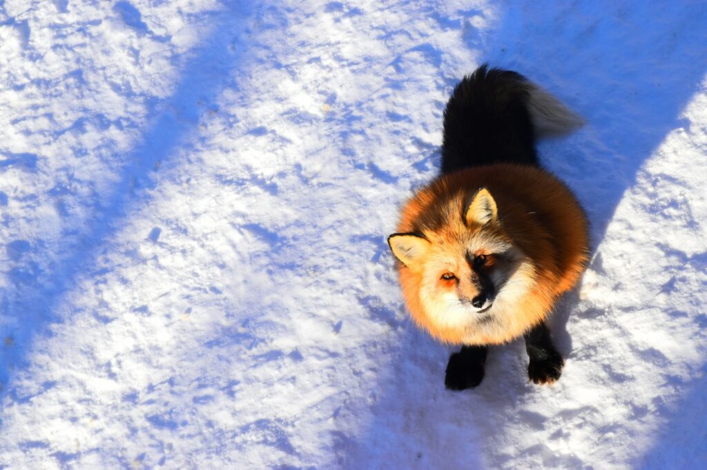 A fox standing in the snow at Miyagi Zao Fox Village
